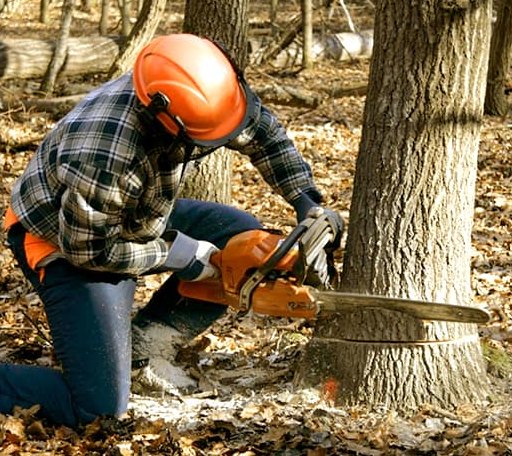 Tree Removal in Bantam, CT